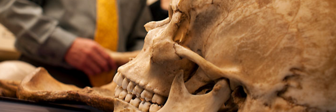anthrohogs's profile banner image