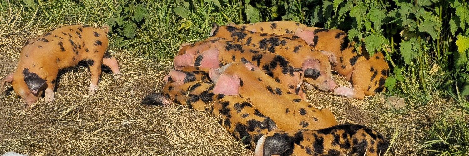 SlateHouseFarm's profile banner image