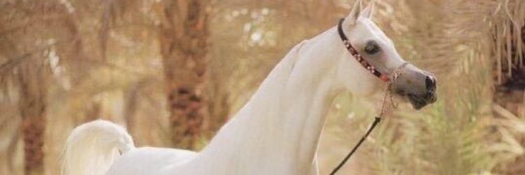 mosafmm's profile banner image