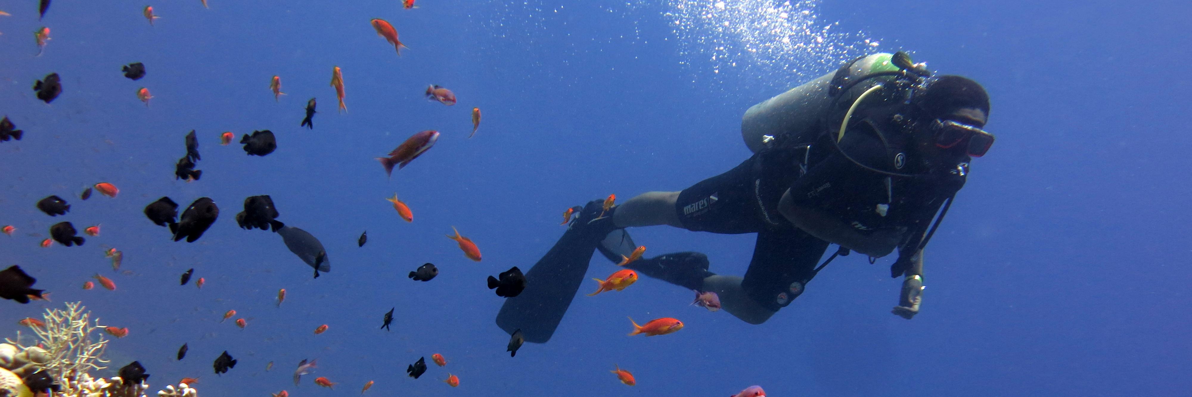 GrlDiver's profile banner image