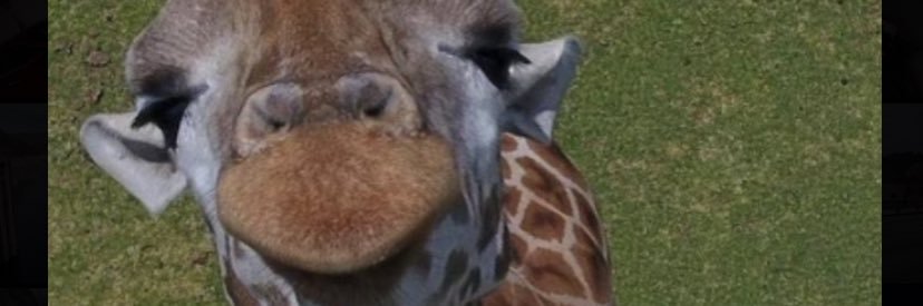 toniiiileee's profile banner image