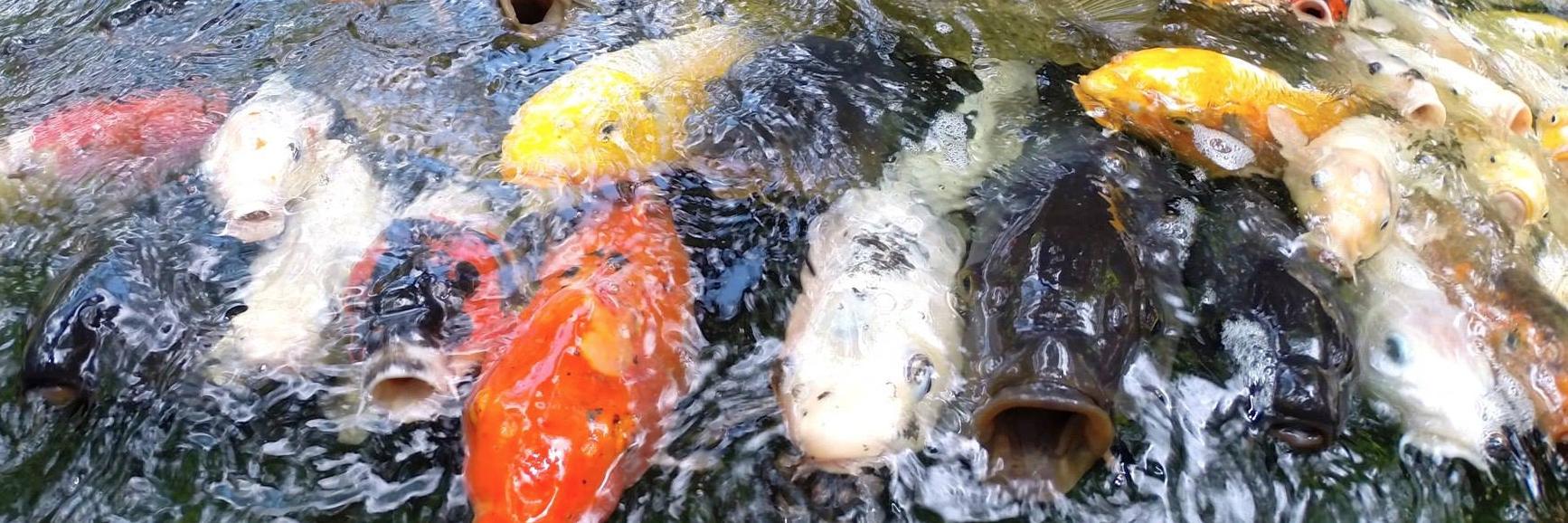 Tim Strazzere banner