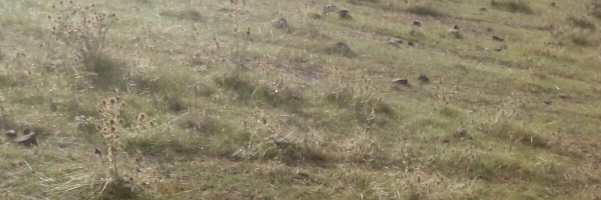 pakoute's profile banner image