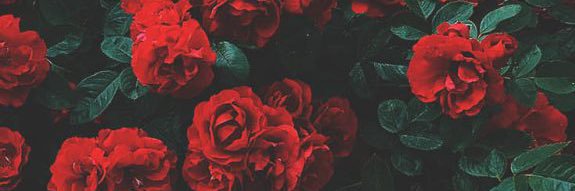 lisabarse's profile banner image