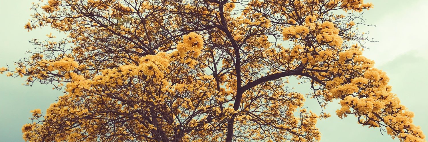 monalisathe3rd's profile banner image