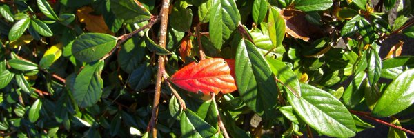 cri_mousse Profile Banner