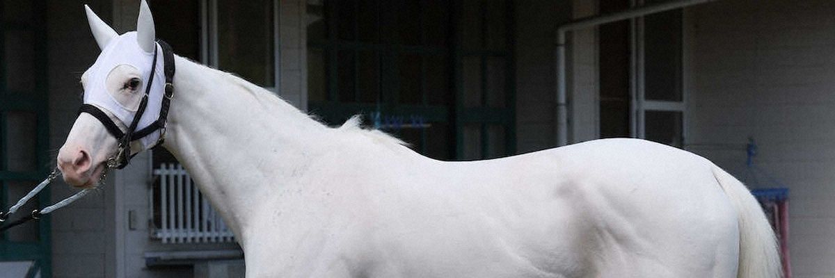 ma_yu_chi's profile banner image