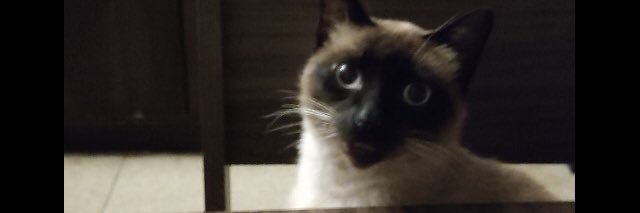 FAconchel's profile banner image
