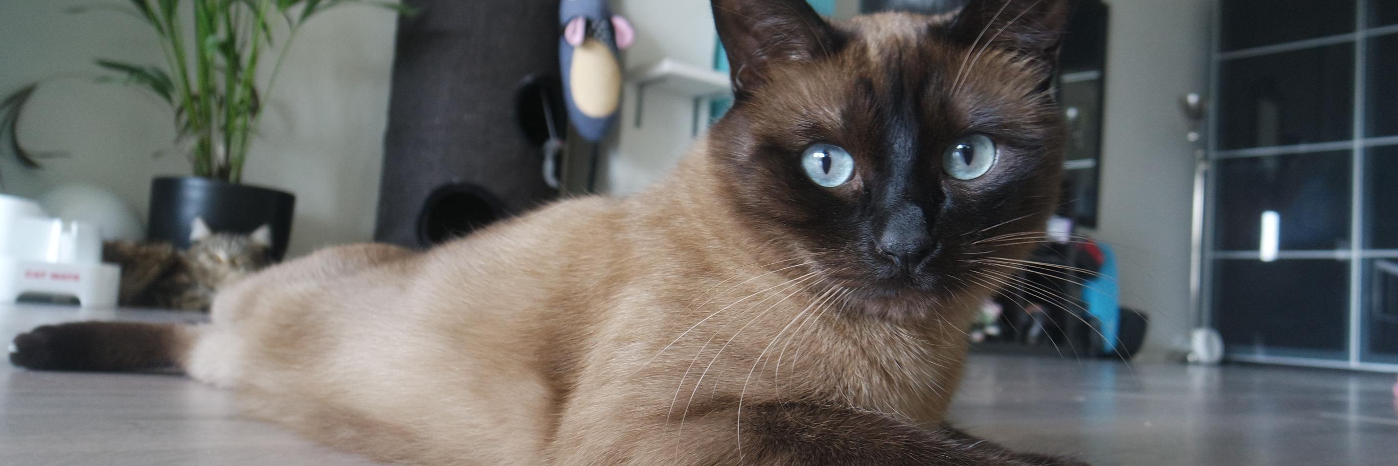 Cola_thecat's profile banner image