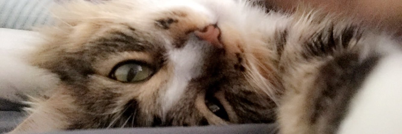 savannahh26's profile banner image