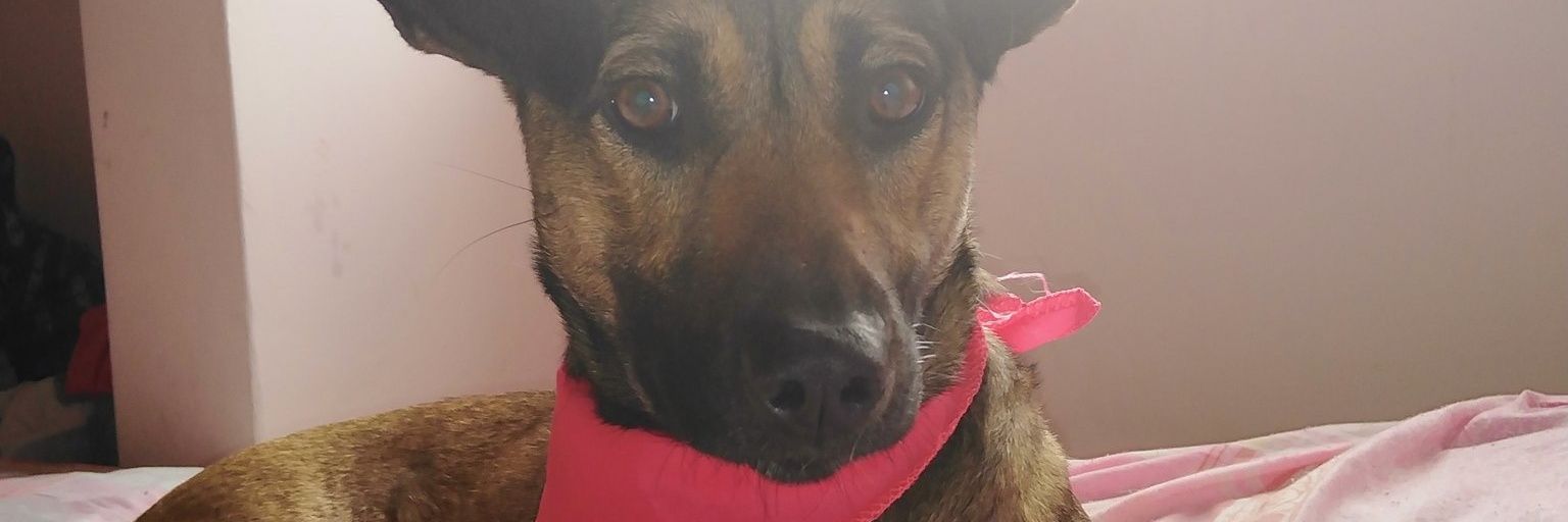 alexaborrero2's profile banner image