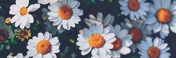 JennyInParadise's profile banner image