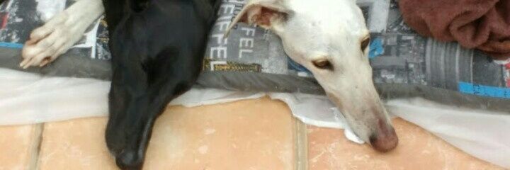 Xana y Cortés banner