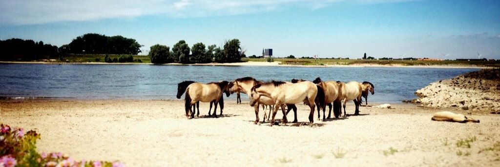 Summer Capital NL banner