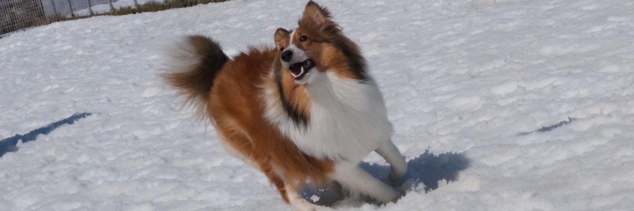 simsimsimy's profile banner image