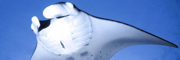 DiveInGalapagos's profile banner image
