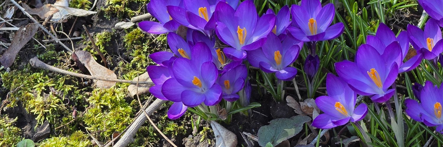 Anne Goodrow (GEDSB) banner