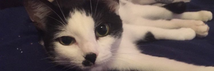 medlin_meredith's profile banner image