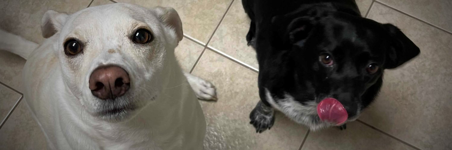 RousseDog's profile banner image