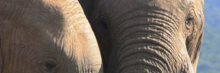 syifaar7's profile banner image