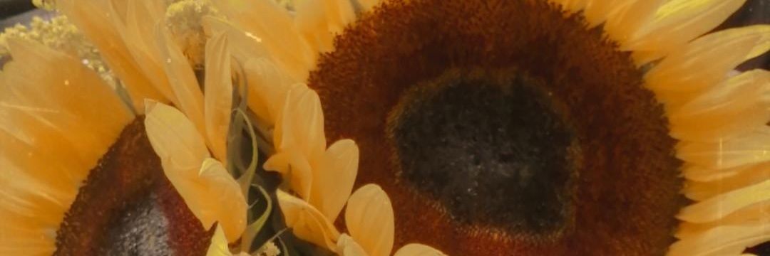 ninocool1's profile banner image