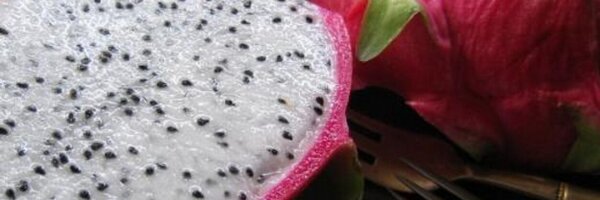 fleafeet Profile Banner