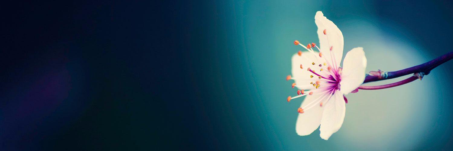 KoreanBlogs_'s profile banner image