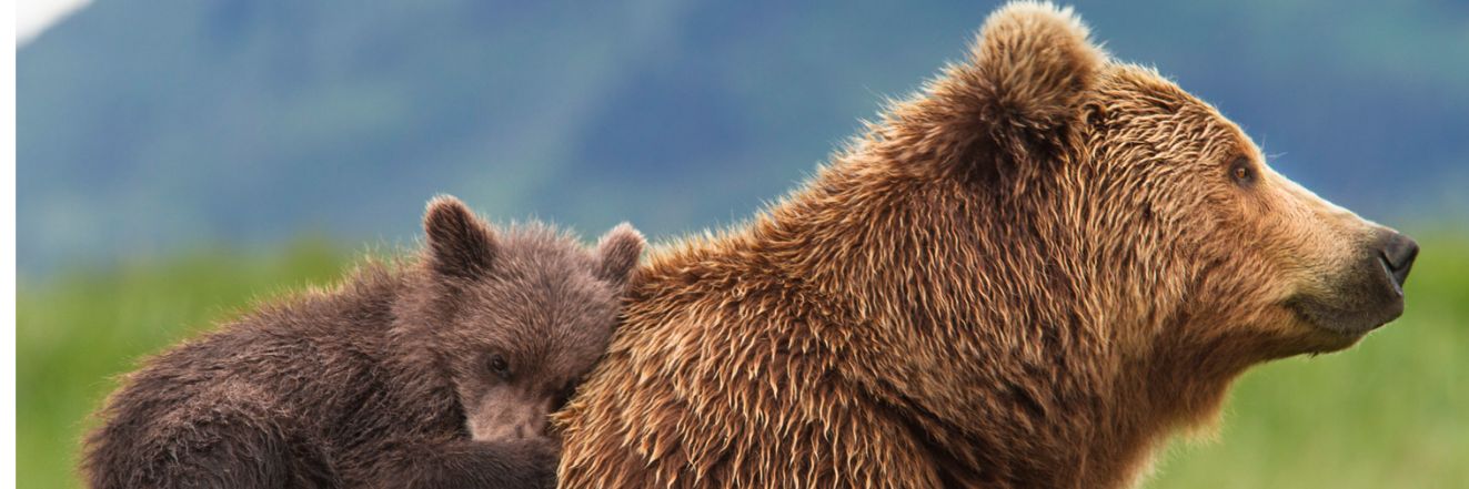 papabearprep's profile banner image