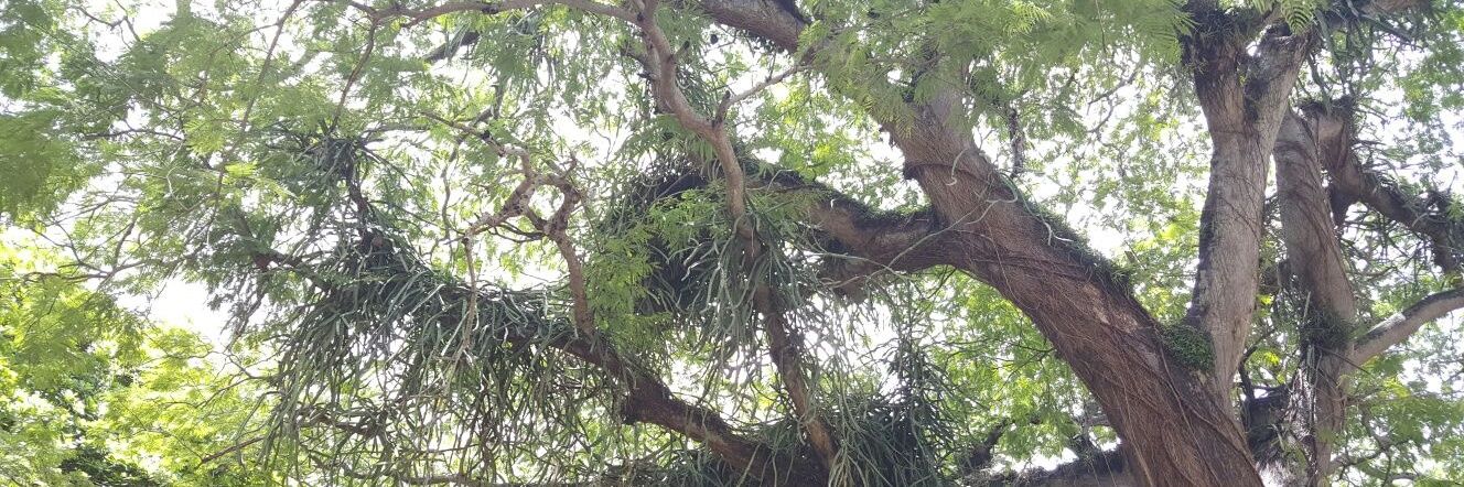 Chris M. Smith-Martin banner