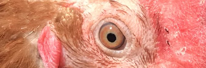 Mcdrangus's profile banner image