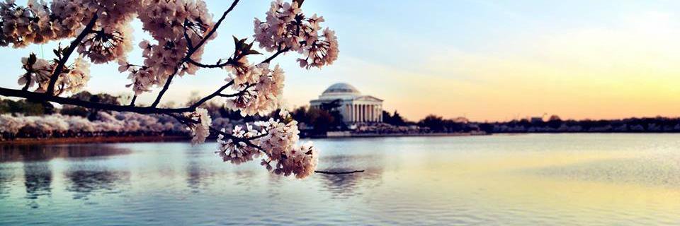 amy_chen's profile banner image