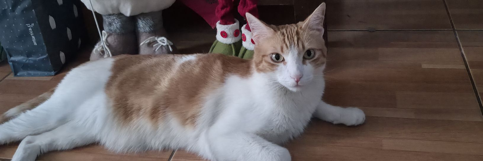𝓜𝓪𝓻𝓽𝓲 🤘🐈 banner