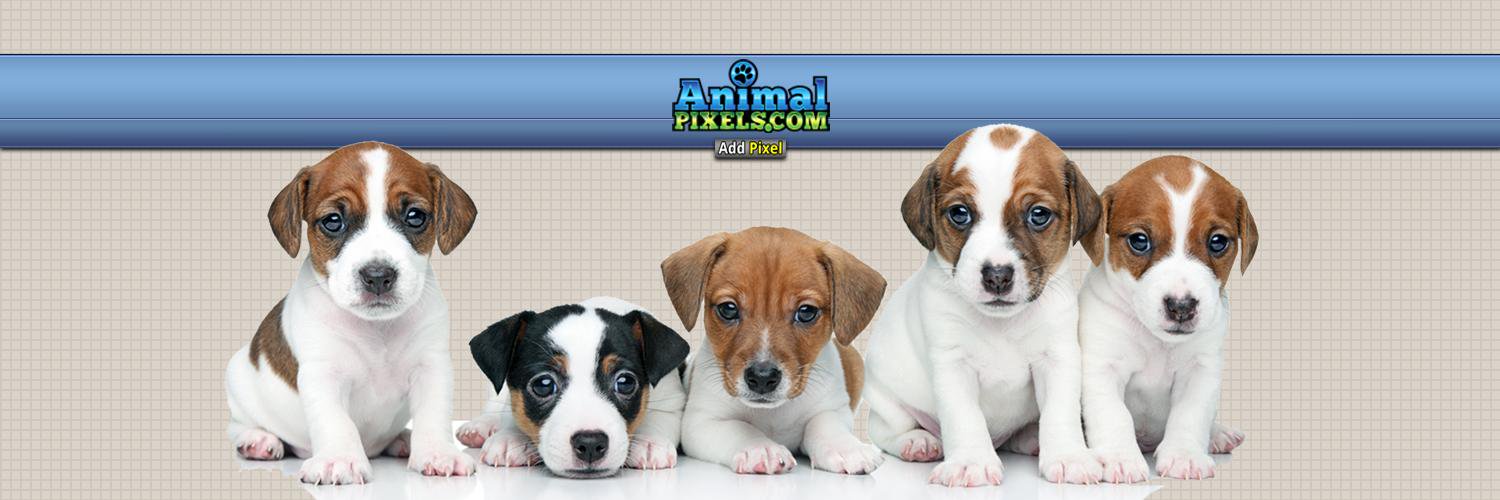 AnimalPixels's profile banner image