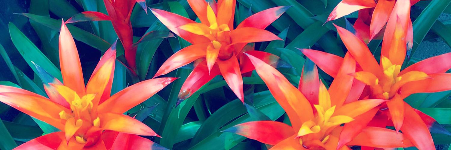 turd ferguson banner