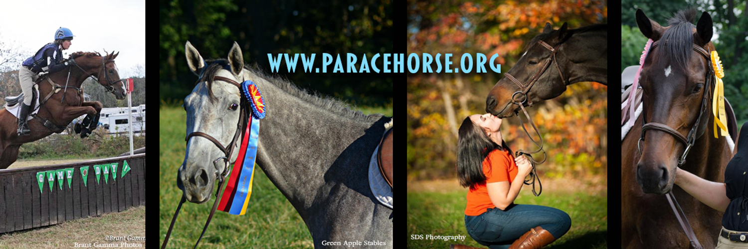 PA Racehorse Profile Banner