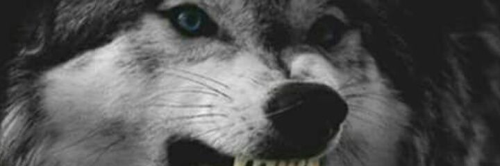 EchoChukwu's profile banner image