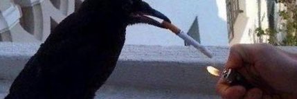 ghostwoof's profile banner image