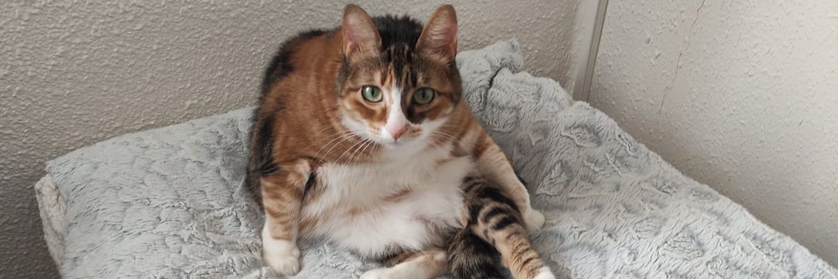 alexianano's profile banner image