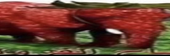 Deer's banner