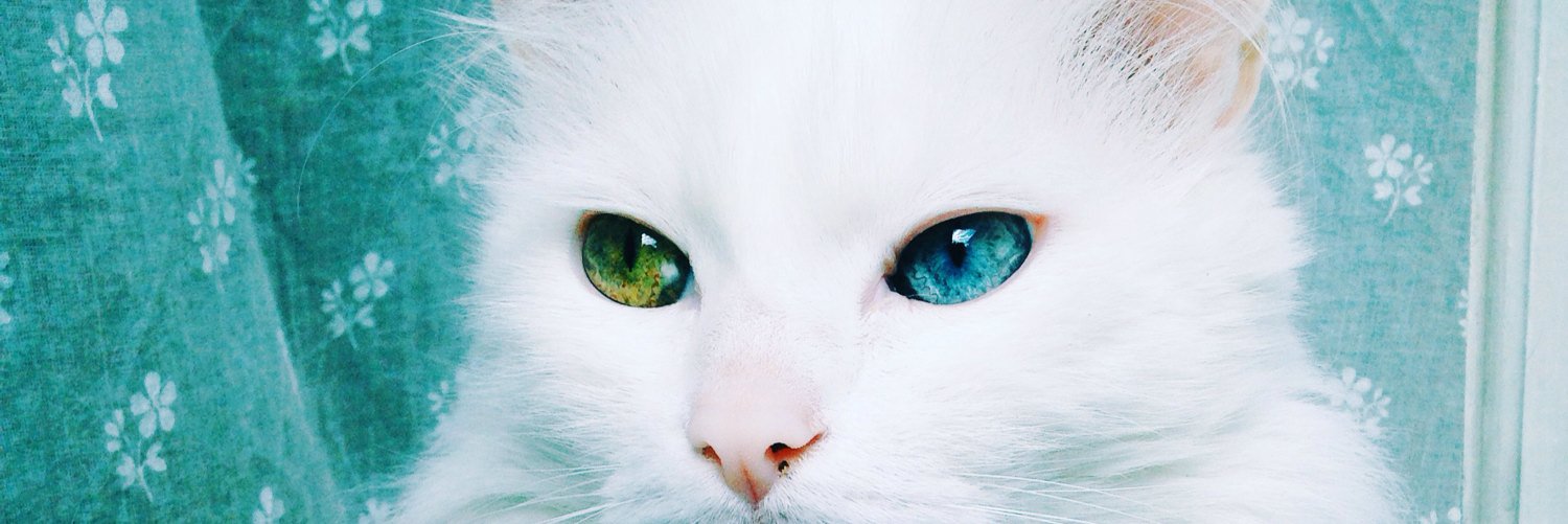 Clarissa Bromelle banner