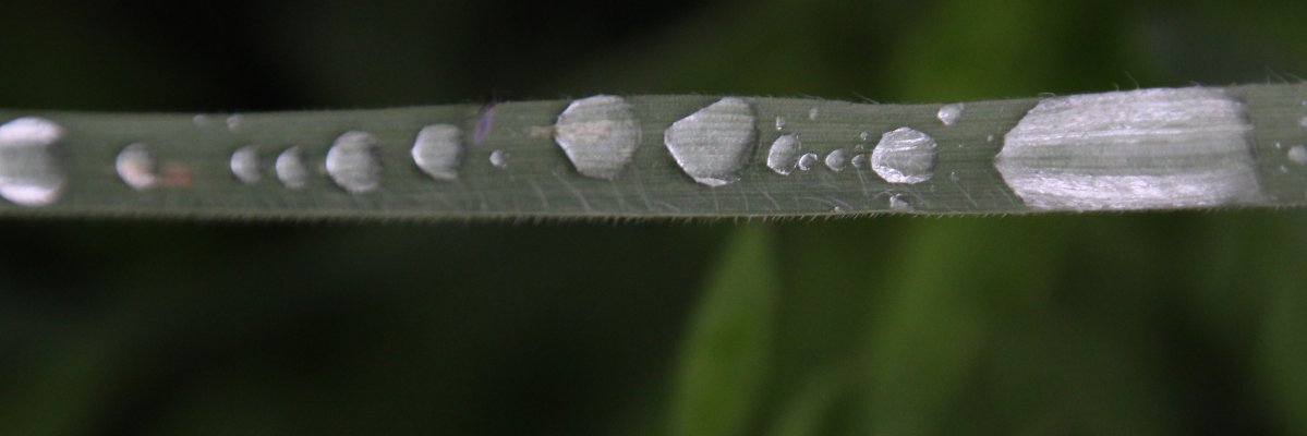 Lluc canals casals banner