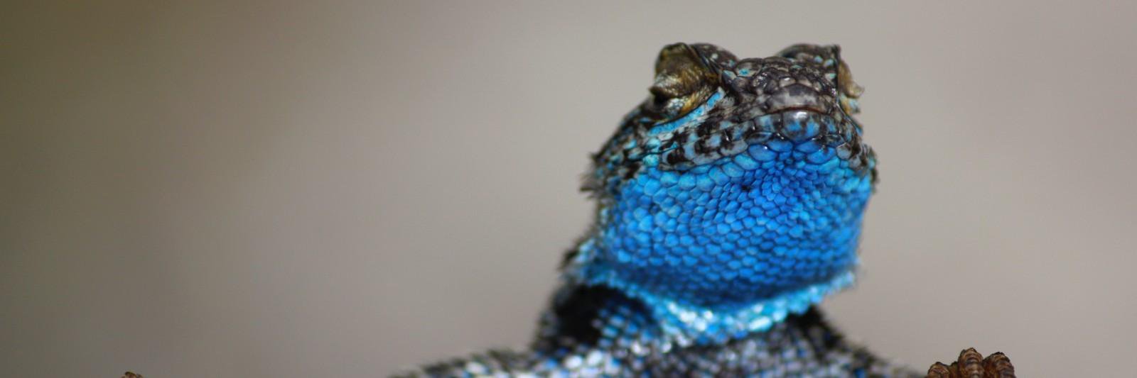 bluebellyfarms's profile banner image