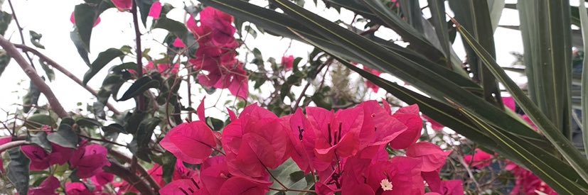 phoebegartside_'s profile banner image