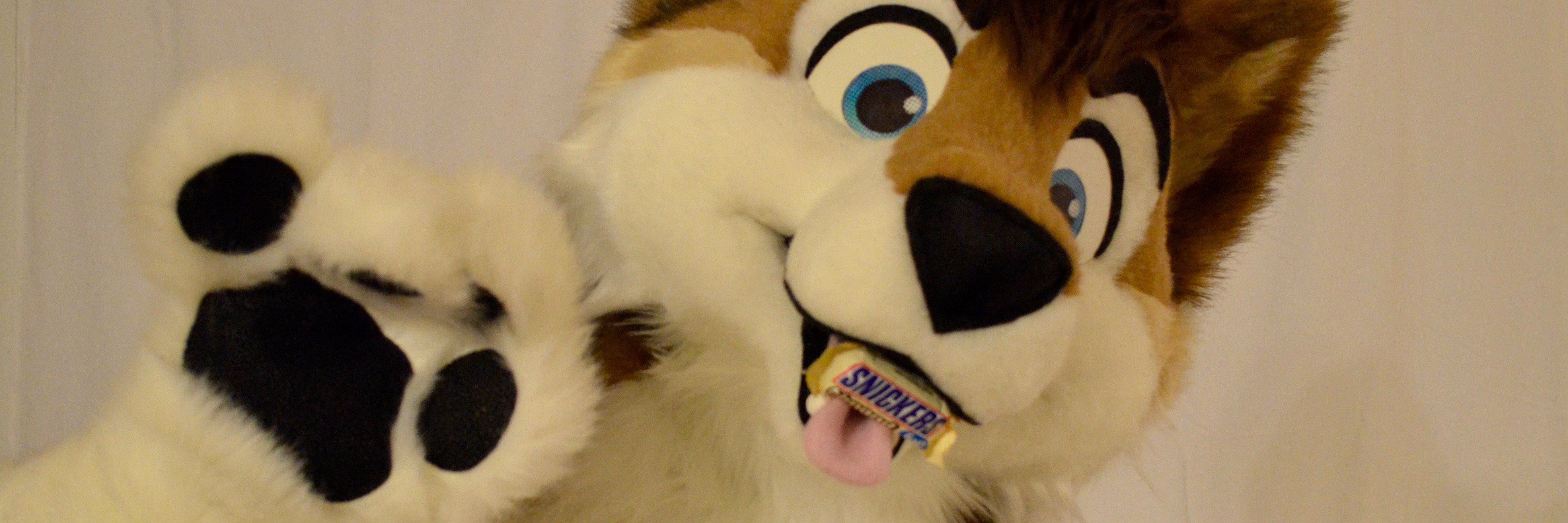 choco_husky's profile banner image