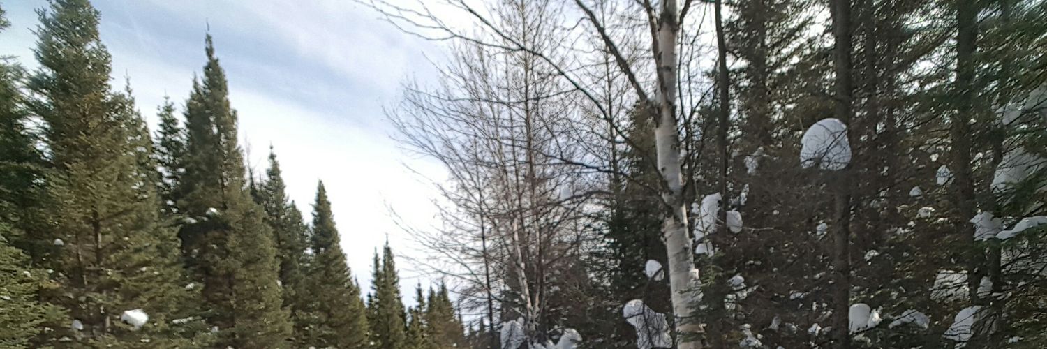 st_macdonald's profile banner image