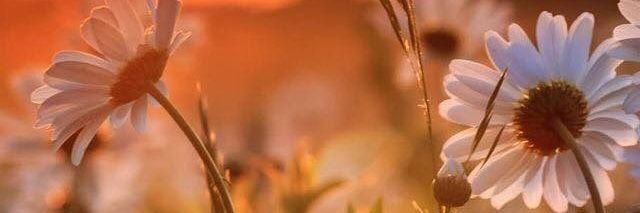 Berviizer's profile banner image