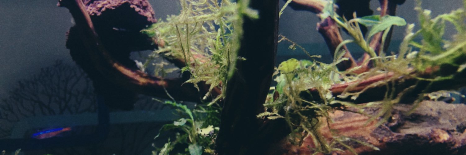 AidaArlins's profile banner image