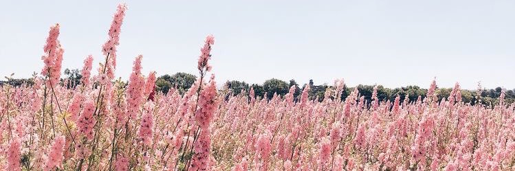 deannaleigh97's profile banner image