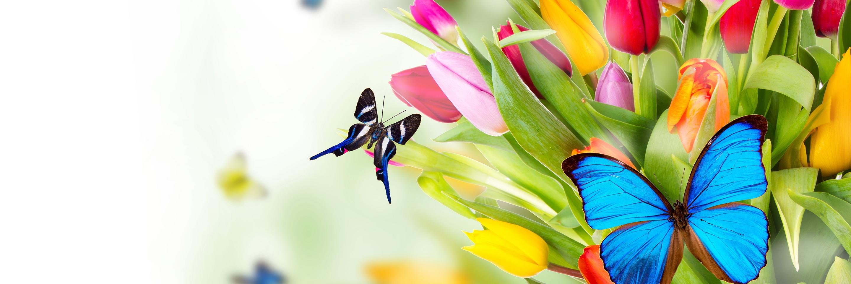 Anamockingbird's profile banner image