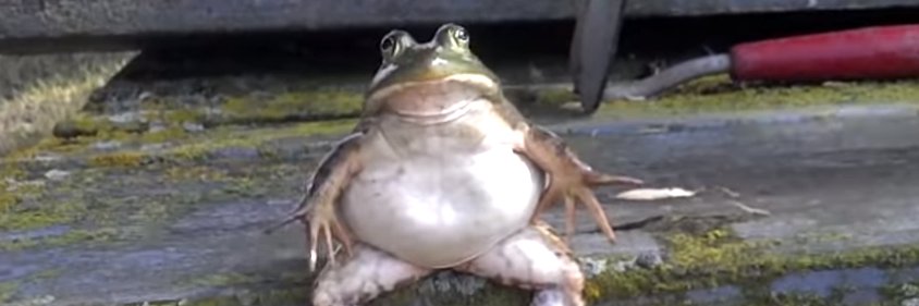 filthyfrog42's profile banner image